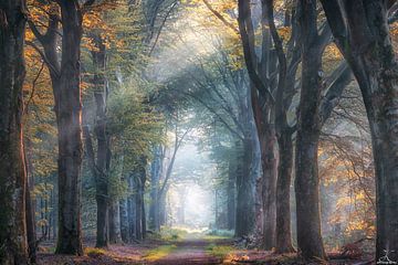 Forest Lane im Herbst von Awesome Wonder