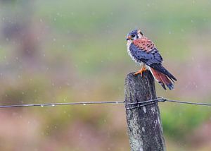 Faucon crécerelle triste sous la pluie sur Lennart Verheuvel