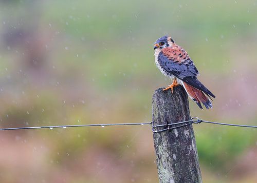 Treurige torenvalk in de regen