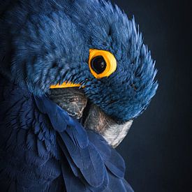 Papagei - blau und gelb von by Maria