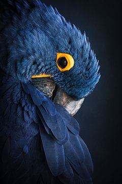 Parrot - blue and yellow by by Maria