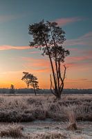 De loonse drunese duinen voor zonsopkomst met rijp op de velden