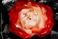 Die rote Rose steht für Liebe, Treue, Respekt und Freundschaft