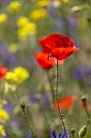 Poppy in Fieldflowers | Dortmund Westfalenpark
