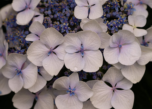 Hortensia's in blauw, lila, wit en roze