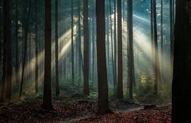 Nicht von dieser Welt. von Alex Riemslag