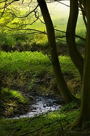 Bach im Gegenlicht von Dieter Beselt