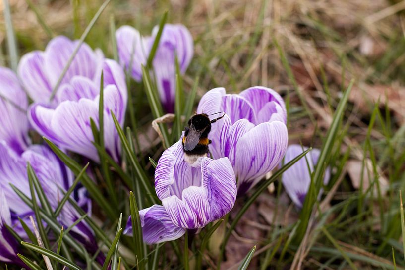 Bumblebee at work by Fotografie Troost