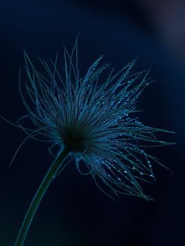 Pasqueflower in the dark sur Mirakels Kiekje