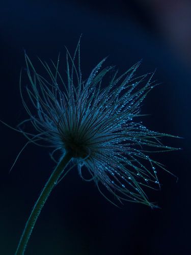 Pasqueflower in the dark