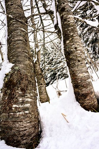 Besneeuwde bomen