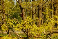 Nichoir parmi le Vert du Printemps – Arbres & Écorce