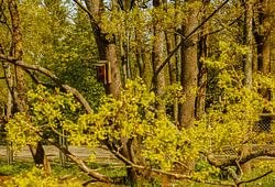 Vogelkastje in Lentegroen – Park & Boomschors