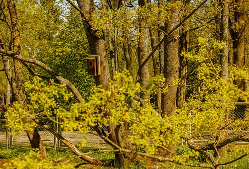Birdhouse in Spring Green – Park Trees & Bark Texture