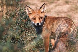 Fox regarde dans l'objectif de la caméra sur Jolanda Aalbers