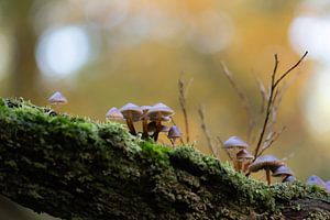 Pilze am Baumstamm