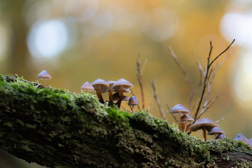 fungi on the tree trunk by Tania Perneel