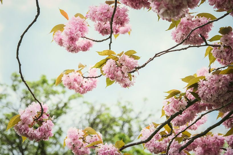 En pleine floraison. par tim eshuis