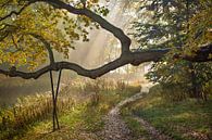 Bospad in de herfst van Michel van Kooten thumbnail