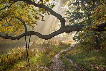 Bospad in de herfst sur Michel van Kooten