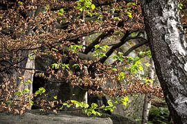 Obere Affensteinpromenade, Suisse saxonne - Feuilles de hêtre