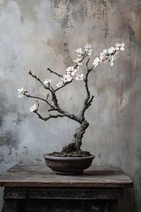 Bonsai mit Mandelblüte und Altholz-Stillleben.