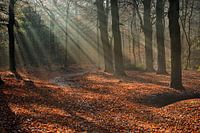Zonnestralen in de Kaapse Bossen, Doorn