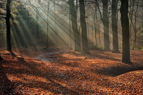 Zonnestralen in de Kaapse Bossen, Doorn