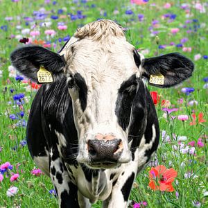 vache noire et blanche parmi les fleurs sauvages de l'été