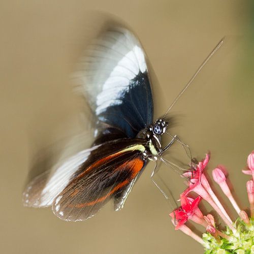 Vlinders vlinderen 1