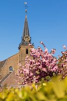 Arbre aux fleurs roses et église de Baambrugge en arrière-plan