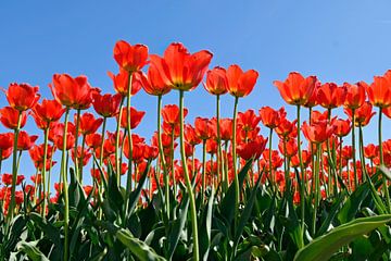 Rode tulpen van Jeannette Penris