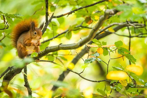 Rode eekhoorn in de herfst