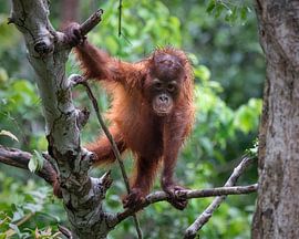 Toddler orangutan in the tree by Anges van der Logt