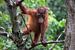 Orang-outan en bas âge dans l'arbre sur Anges van der Logt