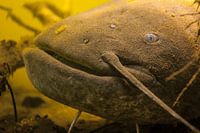 eye contact with a giant catfish