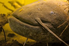 eye contact with a giant catfish by Arthur de Bruin