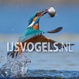 IJsvogels.nl - Corné van Oosterhout Profilfoto