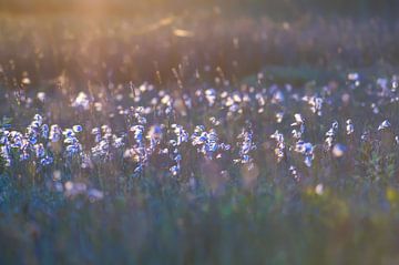 Le terrain  sur patrick van den Broek