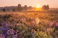 Heathland at sunrise by Daniela Beyer thumbnail