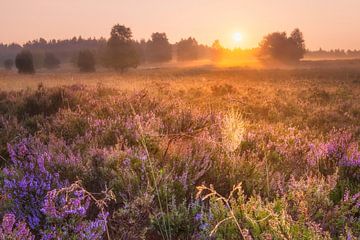 Heathland at sunrise by Daniela Beyer