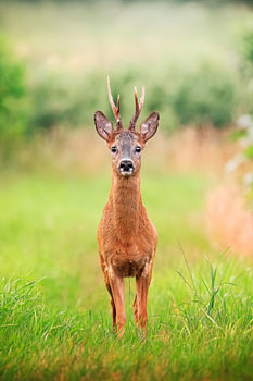 Un chevreuil dans une prairie estivale