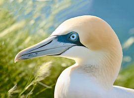 Basstölpel von Johann Pavelka