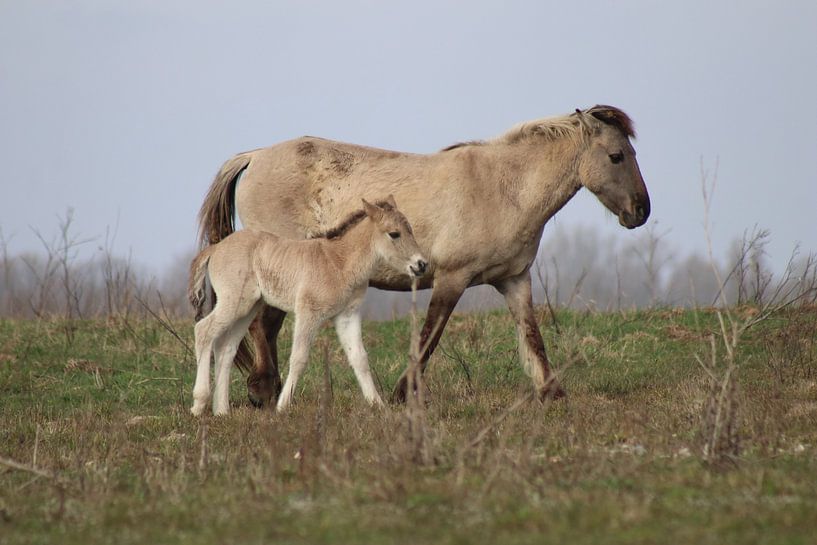 Konik horse with foal by John Kerkhofs