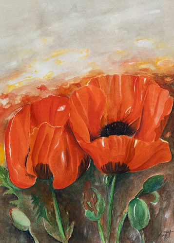 Mohnblumen-Paar auf dem Mohnblumen-Feld . Rot bis zum Horizont.