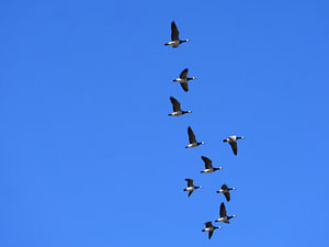 Gänse im Flug