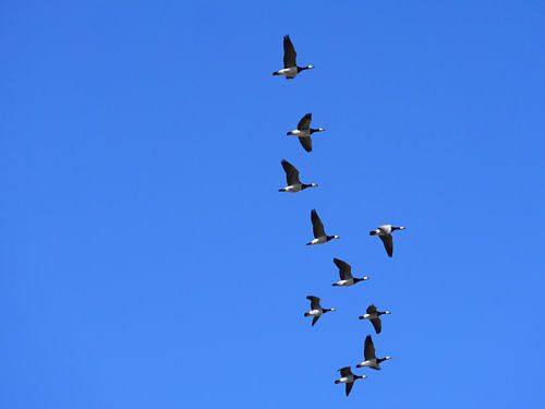 Ganzen in de vlucht