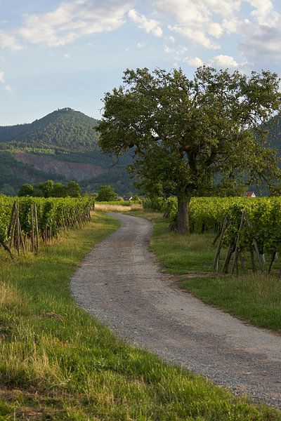Weinberg im Elsass mit den Vogesen im Hintergrund (stehend) von Cor de Hamer