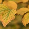 Feuilles d'automne sur Marianne Twijnstra