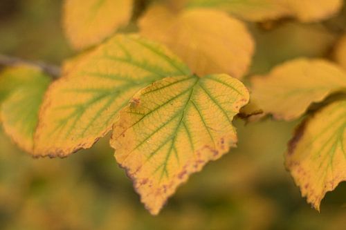 Herfstbladeren in geel - groene kleuren